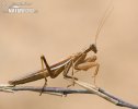 Mantis sp.