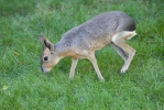 Mara zoogdier