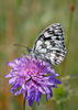 Marbled White