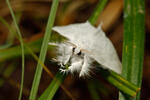 Mariposa lagarta cola parda