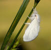 Mariposa lagarta cola parda