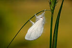 Mariposa lagarta cola parda