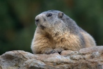 Marmota alpina