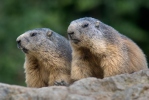 Marmota alpina