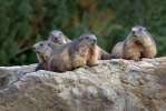 Marmota alpina