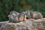 Marmota alpina