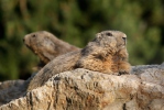 Marmota alpina