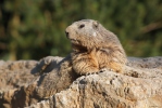 Marmota alpina