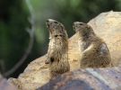 Marmota alpina