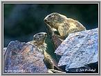 Marmota alpină