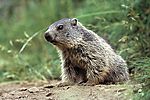 Marmota alpină