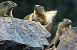 Marmotta delle Alpi