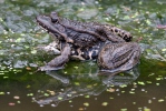 Mars Frog