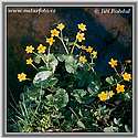 Marsh Marigold