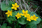 Marsh Marigold