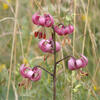 Martagon Lily