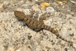 Mauritanian Gecko