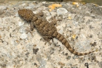 Mauritanian Gecko