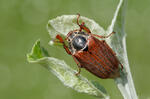 May Beetle