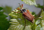 May Beetle