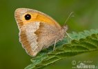 Meadow Brown