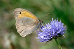 Meadow Brown