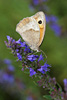 Meadow Brown