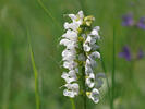 Meadow Clary