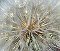 Meadow Salsify