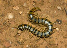 Mediterranean banded centipede