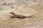 Mediterranean Gecko