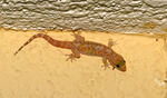 Mediterranean Gecko