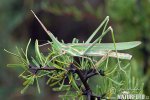 Mediterranean Slant-faced Grasshopper