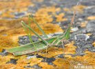 Mediterranean Slant-faced Grasshopper