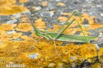 Mediterranean Slant-faced Grasshopper