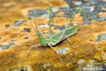 Mediterranean Slant-faced Grasshopper