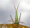 Mediterranean Slant-faced Grasshopper