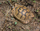 Mediterranean spur-thighed tortoise