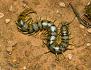 Megarian banded centipede