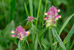Melampyrum cristatum