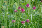 Melampyrum cristatum