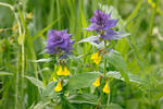 Melampyrum memorosum