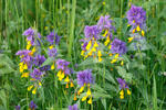 Melampyrum memorosum