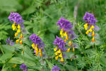 Melampyrum memorosum