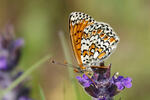 Melitaea cinxia