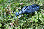 Meloid beetle