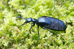 Meloid beetle
