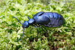 Meloid beetle
