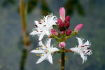 Menyanthes trifoliata