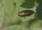 Metallic Beetle